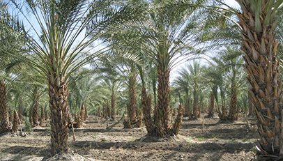 datepalm